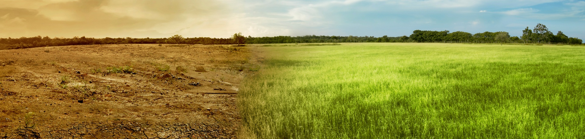 drago-banner-image