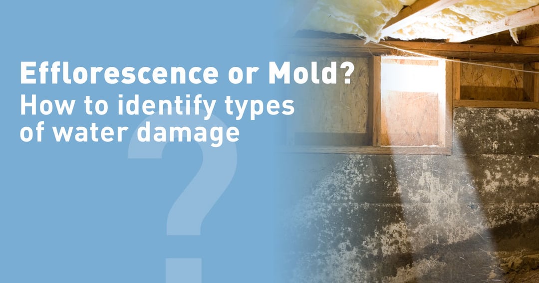 Efflorescence or Mold? Water Damage in Basements or Crawl Spaces