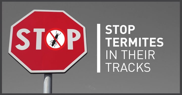 Stop-Termites-In-Their-Tracks
