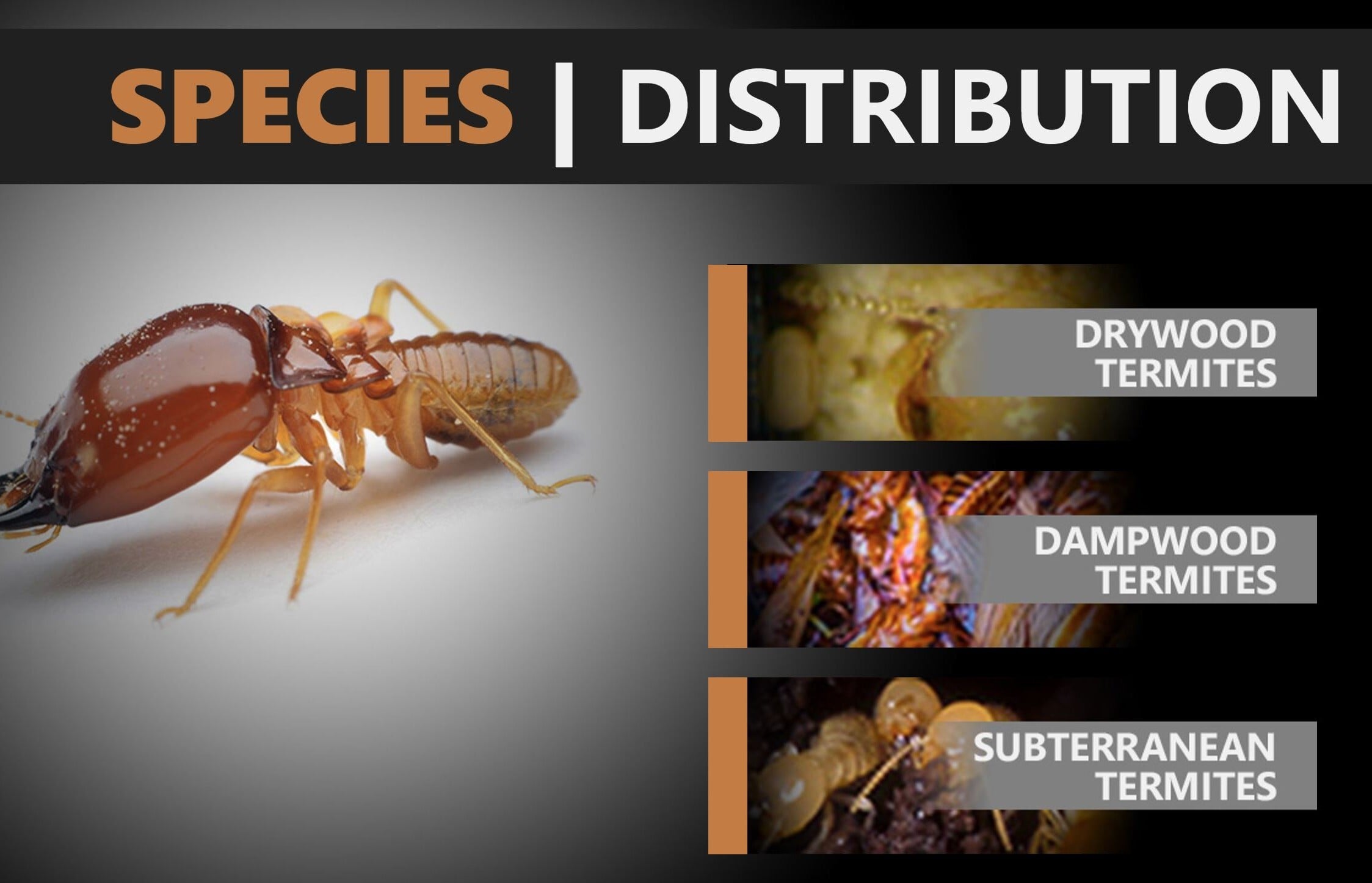 Termite Species Distribution-1
