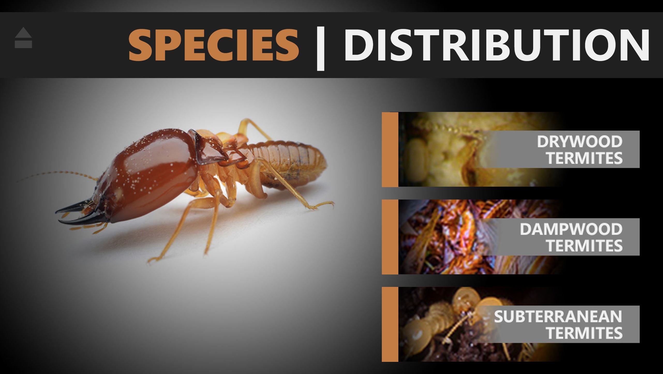 Termite Species Distribution